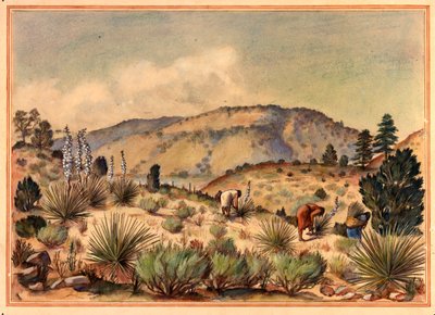 Women Gathering Yucca Plants by Unbekannt