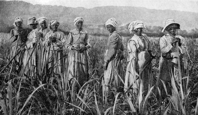 Women tending young sugar canes in Jamaica, 1922 by Unbekannt