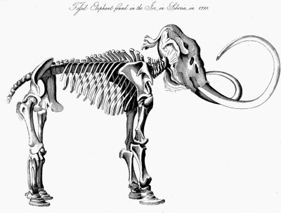 Woolly Mammoth Skeleton, 1830 by Unbekannt