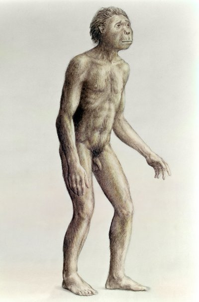 Homo Habilis by Unbekannt Unbekannt