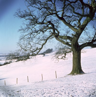 Winter landscape, Hockley Downs, Essex by Unbekannt Unbekannt