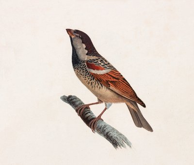 Bird (color illustration) by Unbekannt