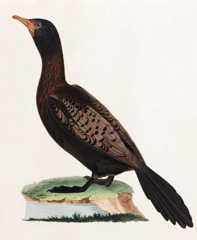 A Colour Illustration of a Bird by Unbekannt