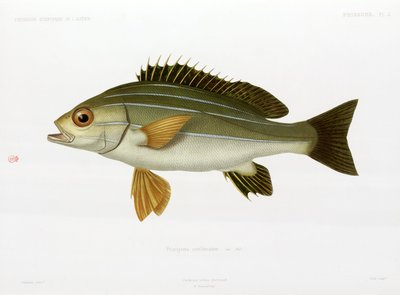 African Striped Grunt, Algeria by Unbekannter Künstler
