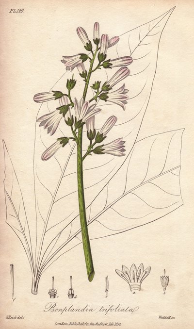 Angostura Tree, Angostura Trifoliata by Unbekannter Künstler