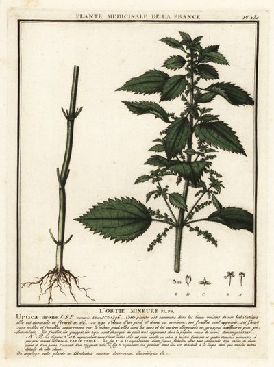 Annual Nettle, Urtica urens by Unbekannter Künstler