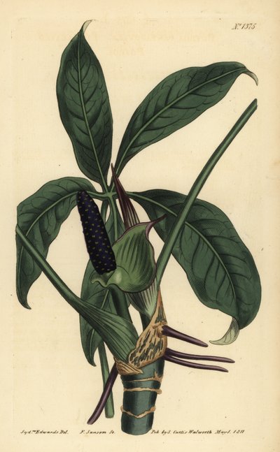 Five-Leaved Pothos by Unbekannt