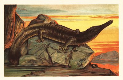 Archegosaurus decheni Basking on a Rock (lithograph) by Unbekannter Künstler