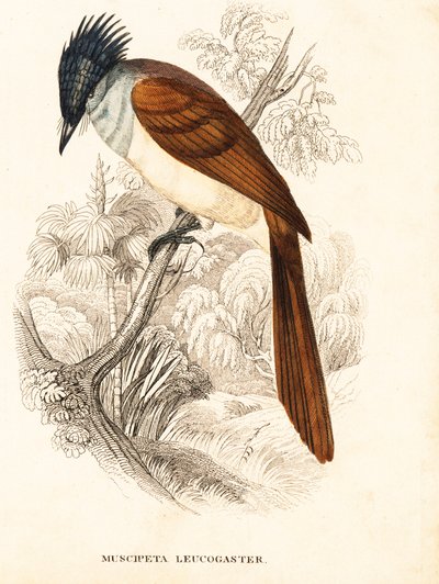 Asian paradise-flycatcher, Terpsiphone paradisi leucogaster. Handcoloured steel engraving from Georg Friedrich Treitschke