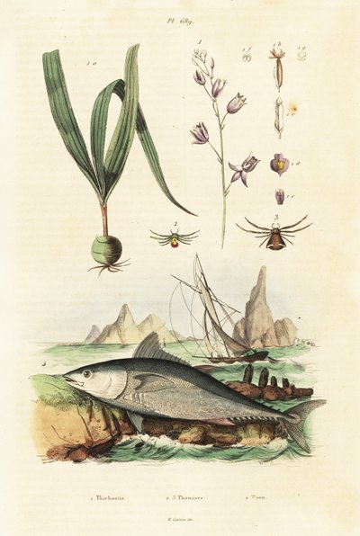 Atlantic Bluefin Tuna and Belitia Orchid by Unbekannter Künstler