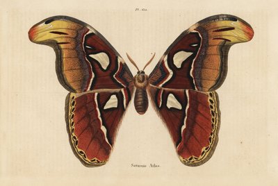 Atlas moth, Attacus atlas by Unbekannt