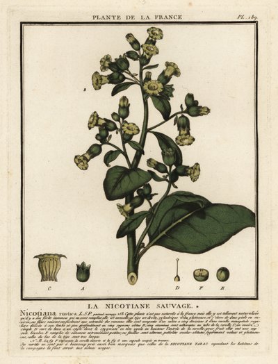 Aztec tobacco, Nicotiana rustica by Unbekannter Künstler