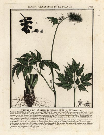 Baneberry, Actaea spicata by Unbekannter Künstler