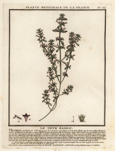 Basil Thyme, Clinopodium Acinos by Unbekannter Künstler