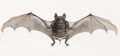 Bats in Egypt by Unbekannt