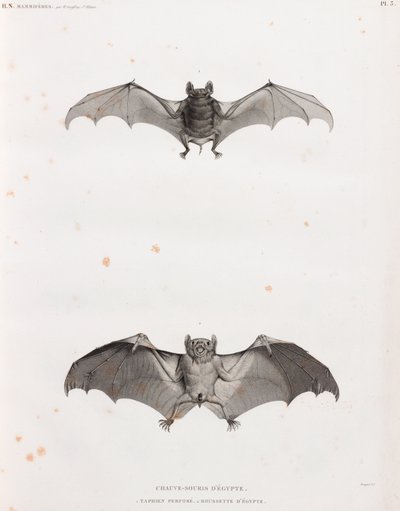 Bats in Egypt by Unbekannt
