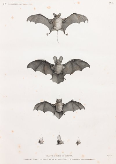 Bats in Egypt by Unbekannt