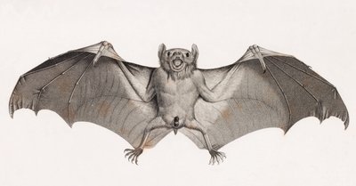 Bats in Egypt by Unbekannt