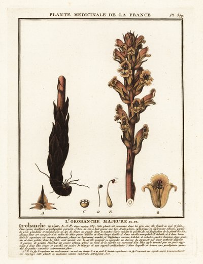 Bedstraw Broomrape; Orobanche Caryophyllacea by Unbekannter Künstler