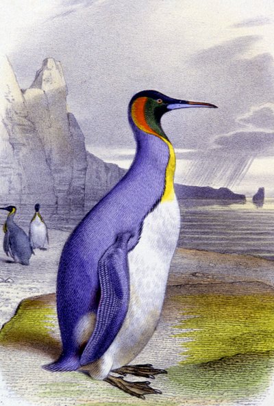 Big Penguin by Unbekannter Künstler