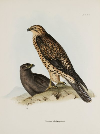 Birds of Prey, Galapagos Islands, c. 1832-1836 by Unbekannt