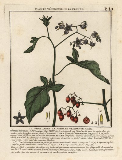 Bittersweet nightshade, Solanum dulcamara by Unbekannter Künstler