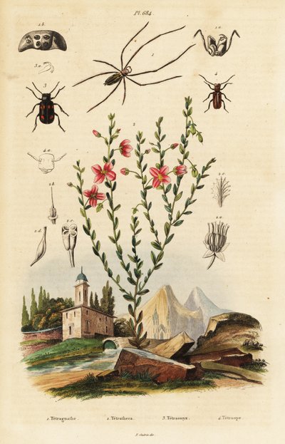 Black-Eyed Susan, Spider, and Beetle by Unbekannter Künstler