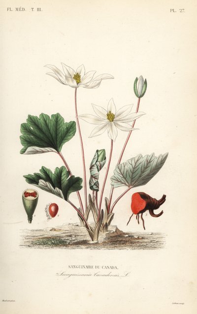 Bloodroot by Unbekannt