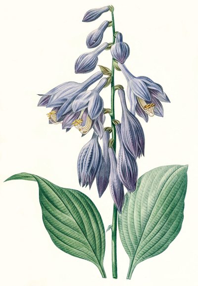 Hosta ventricosa by Unbekannt
