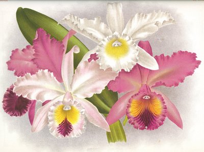 Botanical Board: Cattleya labiata by Unbekannt