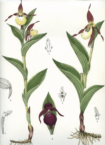 Botanical board: Cypripedium calceolus (Venus