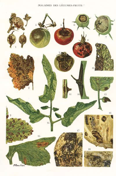 Botanical Board of Fruit Vegetable Diseases by Unbekannt