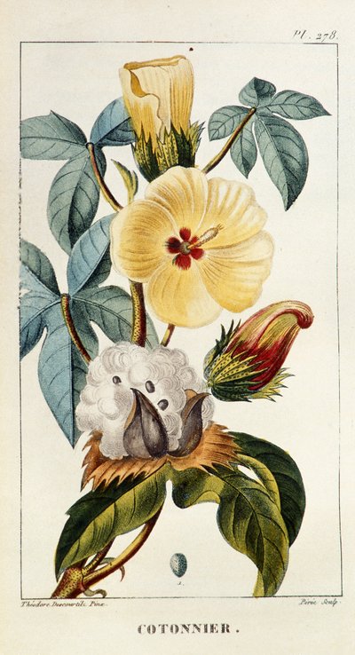 Botanical Board of Cotton by Unbekannt