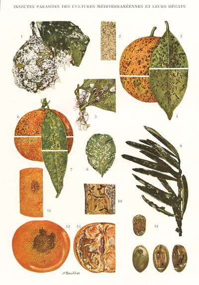 Botanical Board: Insect Pests of Mediterranean Crops by Unbekannt