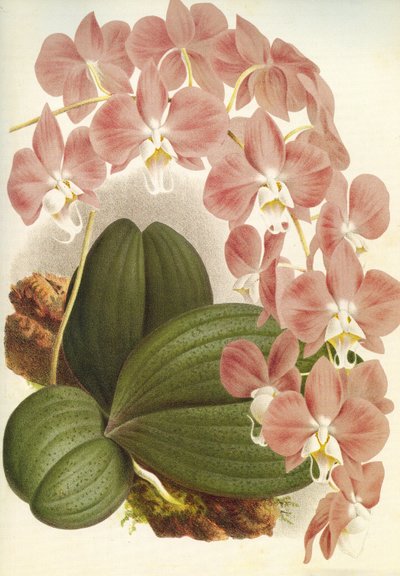 Botanical Board: Phalaenopsis sanderiana by Unbekannt