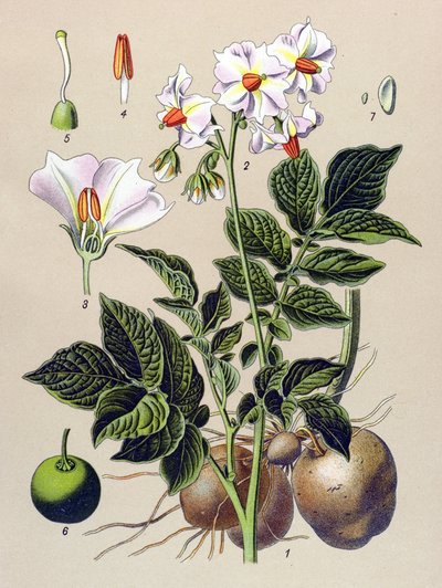 Botanical board, Potato plant, potato (Solanum tuberosum) by Unbekannter Künstler