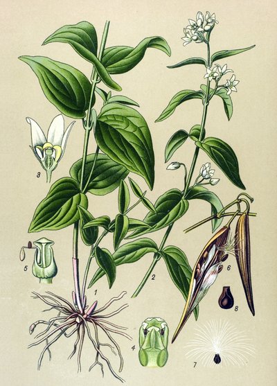 Botanical Board: Tame Venom Officinal (Vincetoxicum hirundinaria) by Unbekannter Künstler