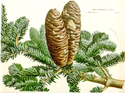Botanical illustration / Abies Numidica / Algerian Fir / Numidie Fir by Unbekannt