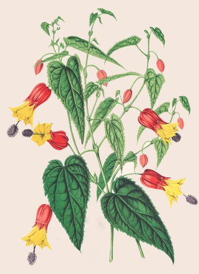 Botanical Illustration: Abutilon megapotamicum, Abutilon by Unbekannter Künstler