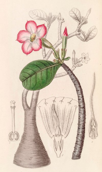 Botanical Illustration: Adenium obesum, Desert Rose by Unbekannter Künstler