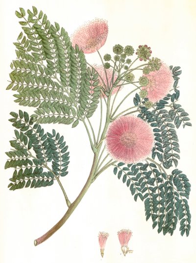 Botanical Illustration: Albizia julibrissin, Silk Tree by Unbekannter Künstler