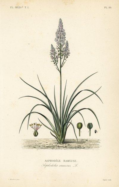Branched asphodel by Unbekannt