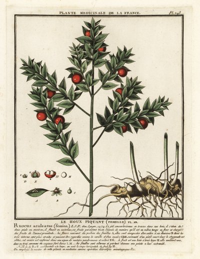 Butcher’s broom by Unbekannter Künstler