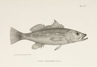Camotillo, Pacific Ocean, c. 1832-1836 by Unbekannter Künstler