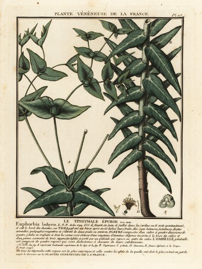 Caper Spurge, Euphorbia Lathyris by Unbekannter Künstler