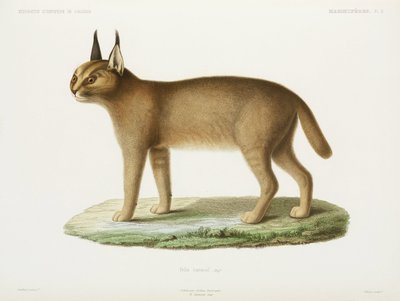 Caracal, Algeria by Unbekannt