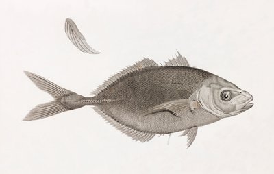 Caranx Lune (close up) by Unbekannt