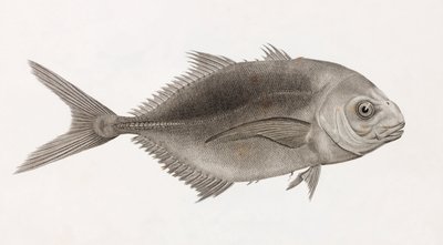 Caranx Sauteur (detail) by Unbekannt
