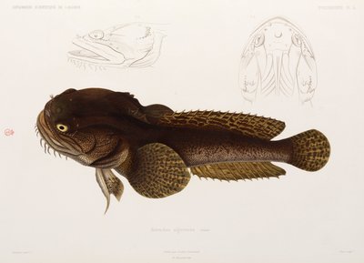 Catfish, Algeria by Unbekannter Künstler
