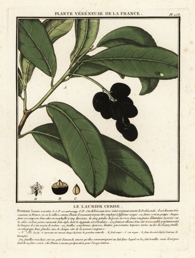 Cherry laurel by Unbekannter Künstler